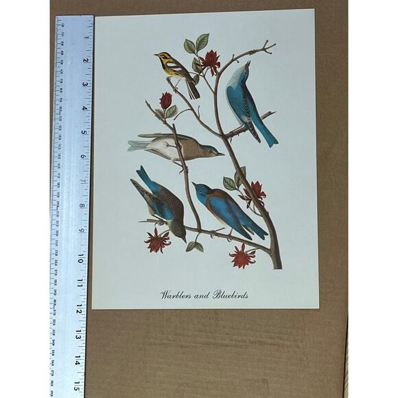 2 Vintage Beautiful Bird Prints Art. Cardinal, Warblers, blue birds. Wall Decor - Picture 9 of 9